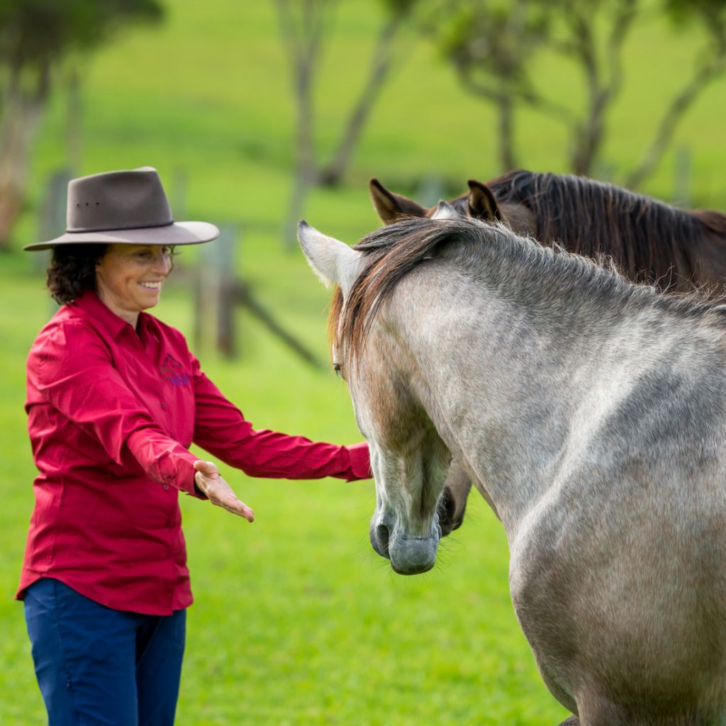 About HEAL - HEAL Holistic Equine Assisted Learning